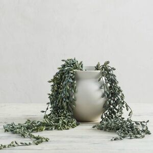 Pottery Barn Faux Donkeytail Succulent | SET OF 2